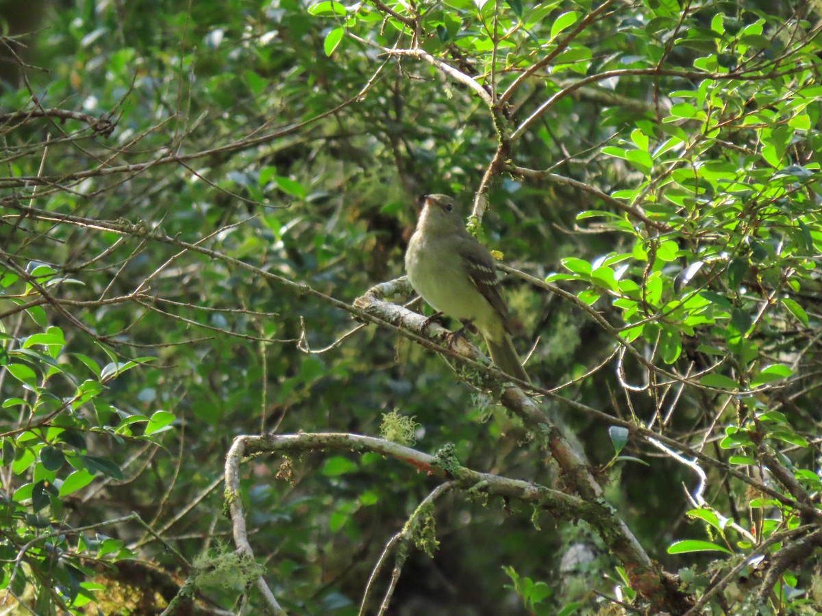 Olivaceous Elaenia - ML628809372