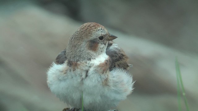 Цасч хөмрөг - ML628809375