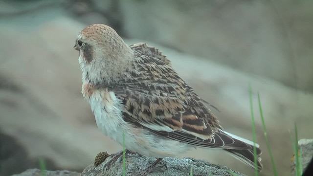 Цасч хөмрөг - ML628809376