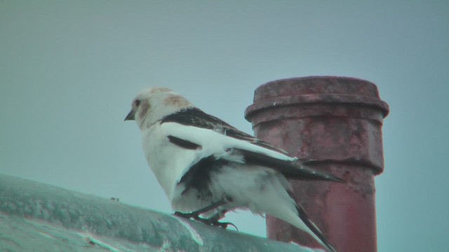 Цасч хөмрөг - ML628809377