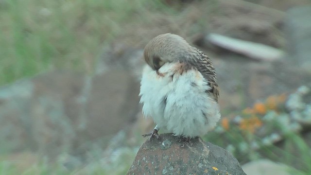 Цасч хөмрөг - ML628809378