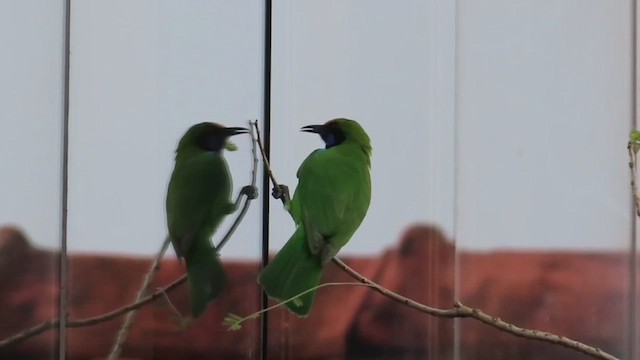 Golden-fronted Leafbird - ML628809504