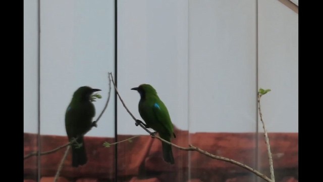 Golden-fronted Leafbird - ML628809507