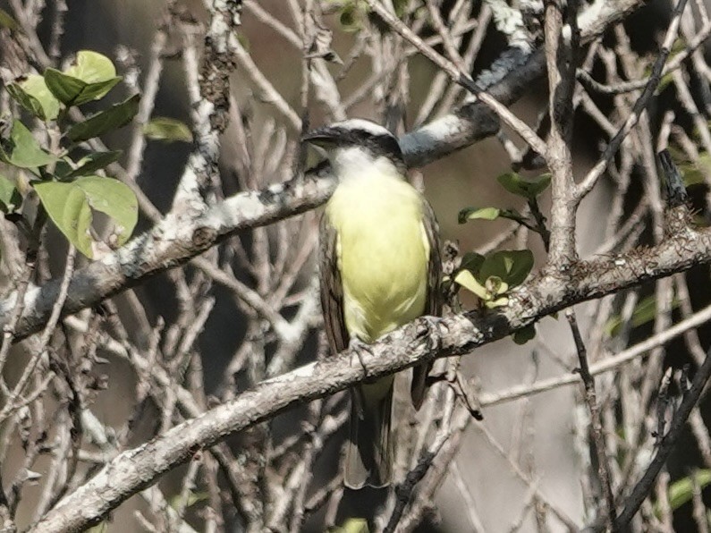 Boat-billed Flycatcher - ML628809603