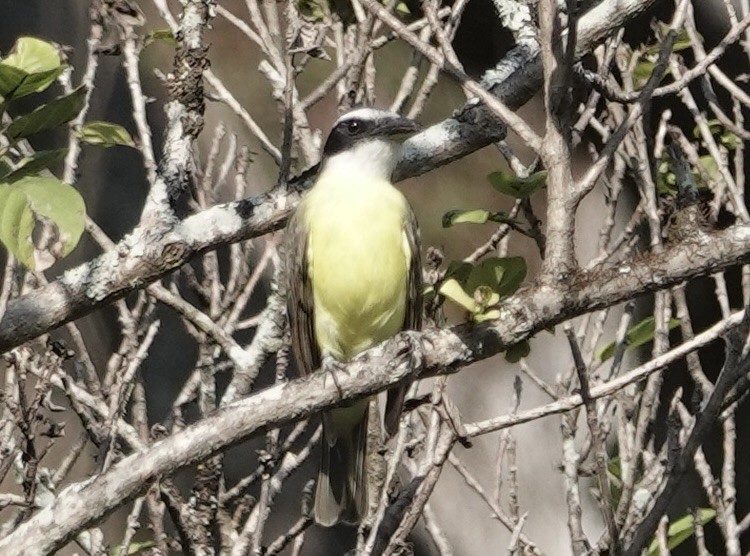 Boat-billed Flycatcher - ML628809604