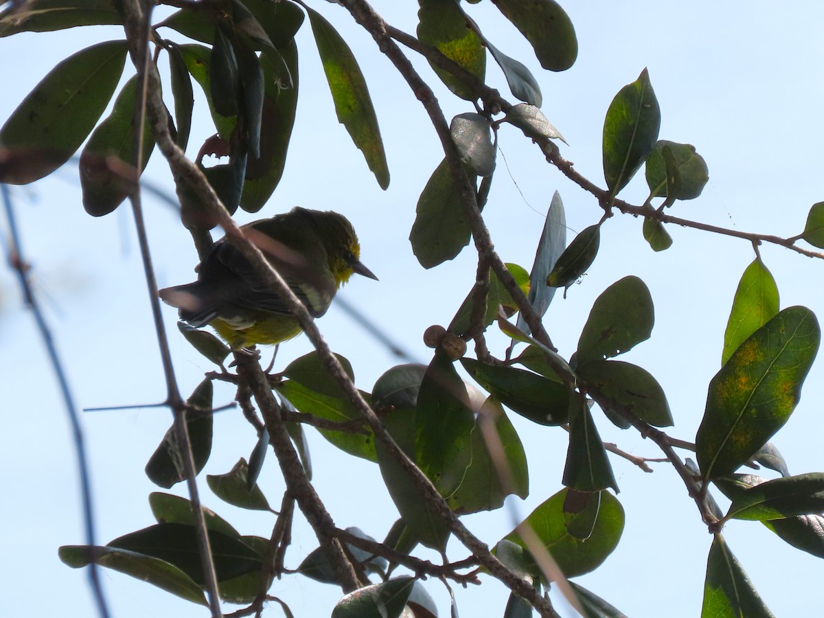 Blue-winged Warbler - ML628809731