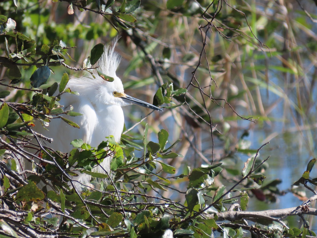 Snowy Egret - ML628809742