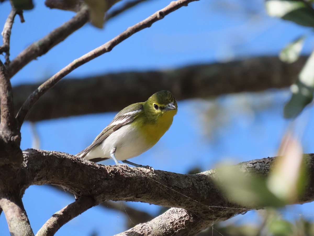 Yellow-throated Vireo - ML628809753