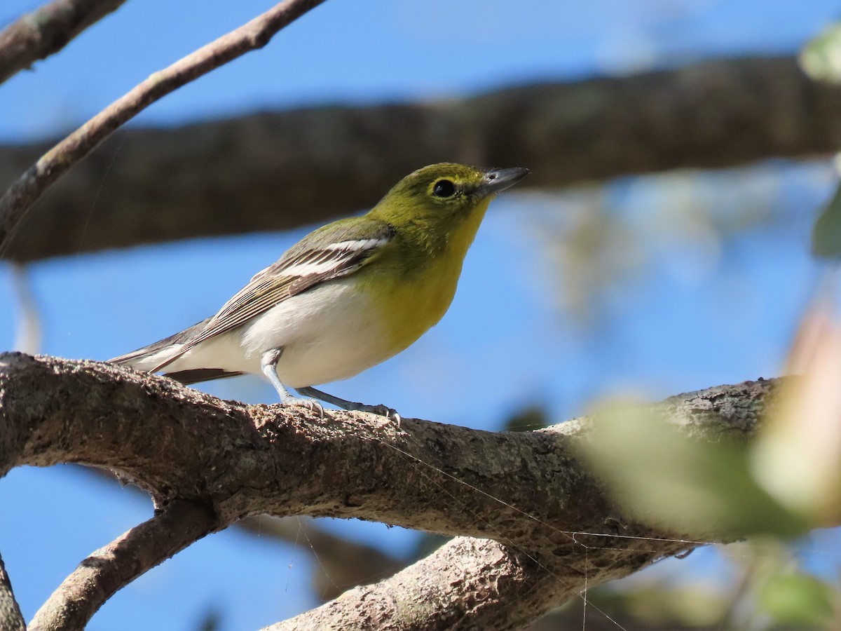 Yellow-throated Vireo - ML628809754