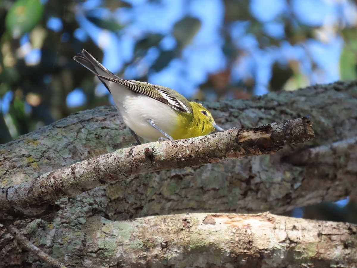 Yellow-throated Vireo - ML628809756