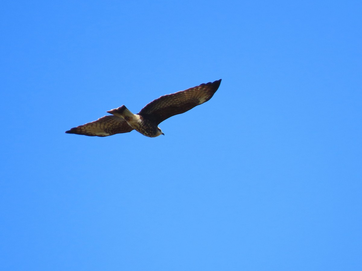 Snail Kite - ML628809764