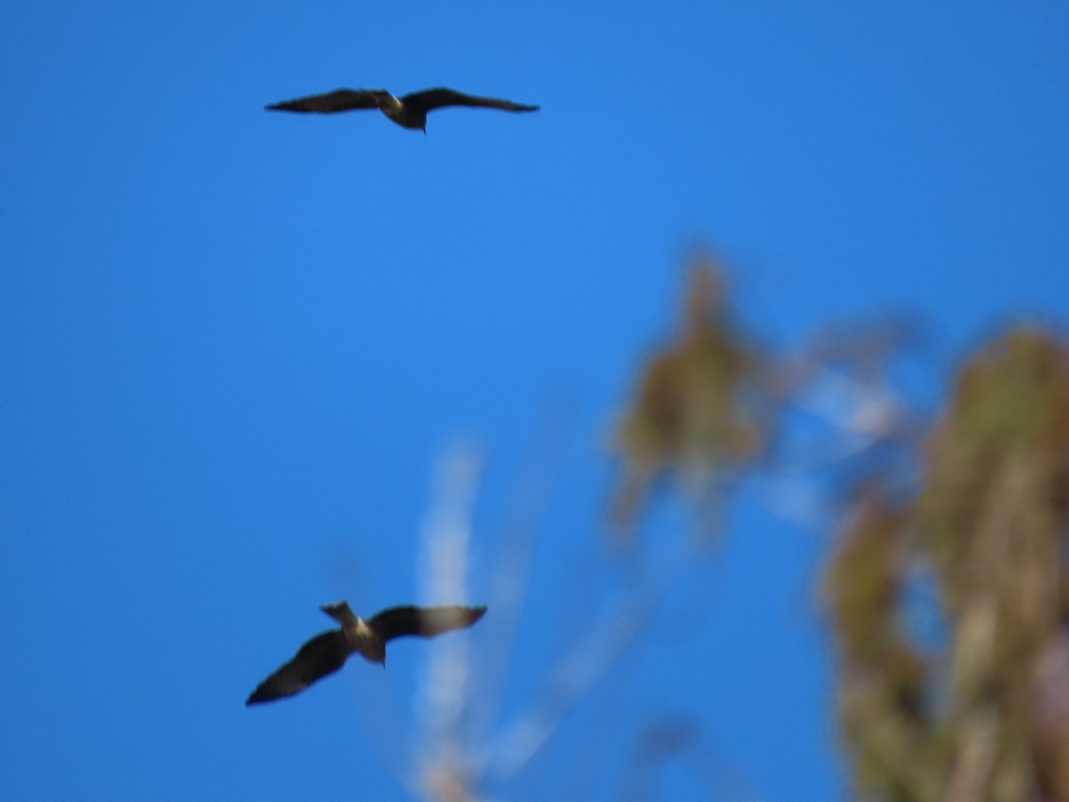 Snail Kite - ML628809768