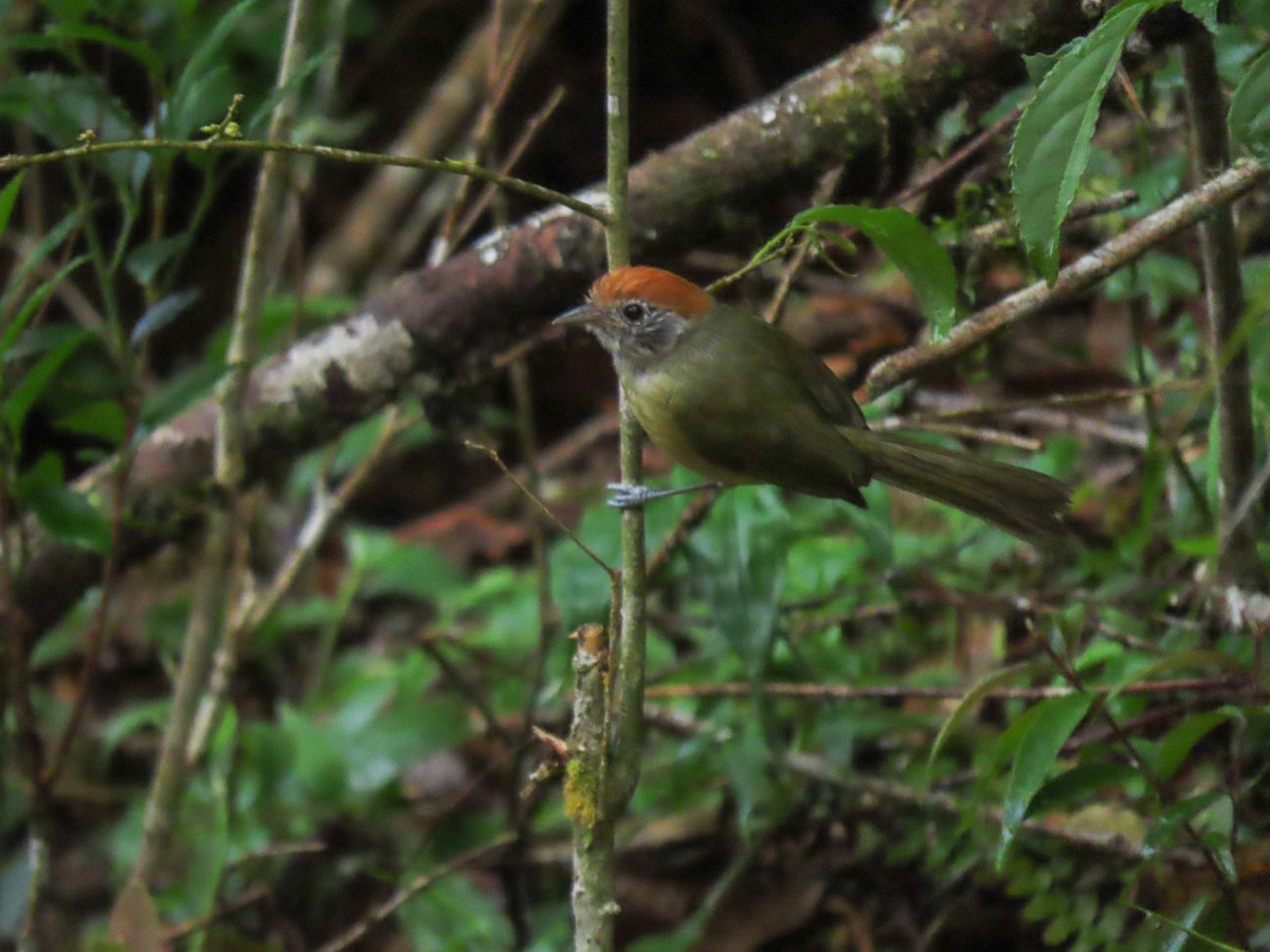 Rufous-crowned Greenlet - ML628809842