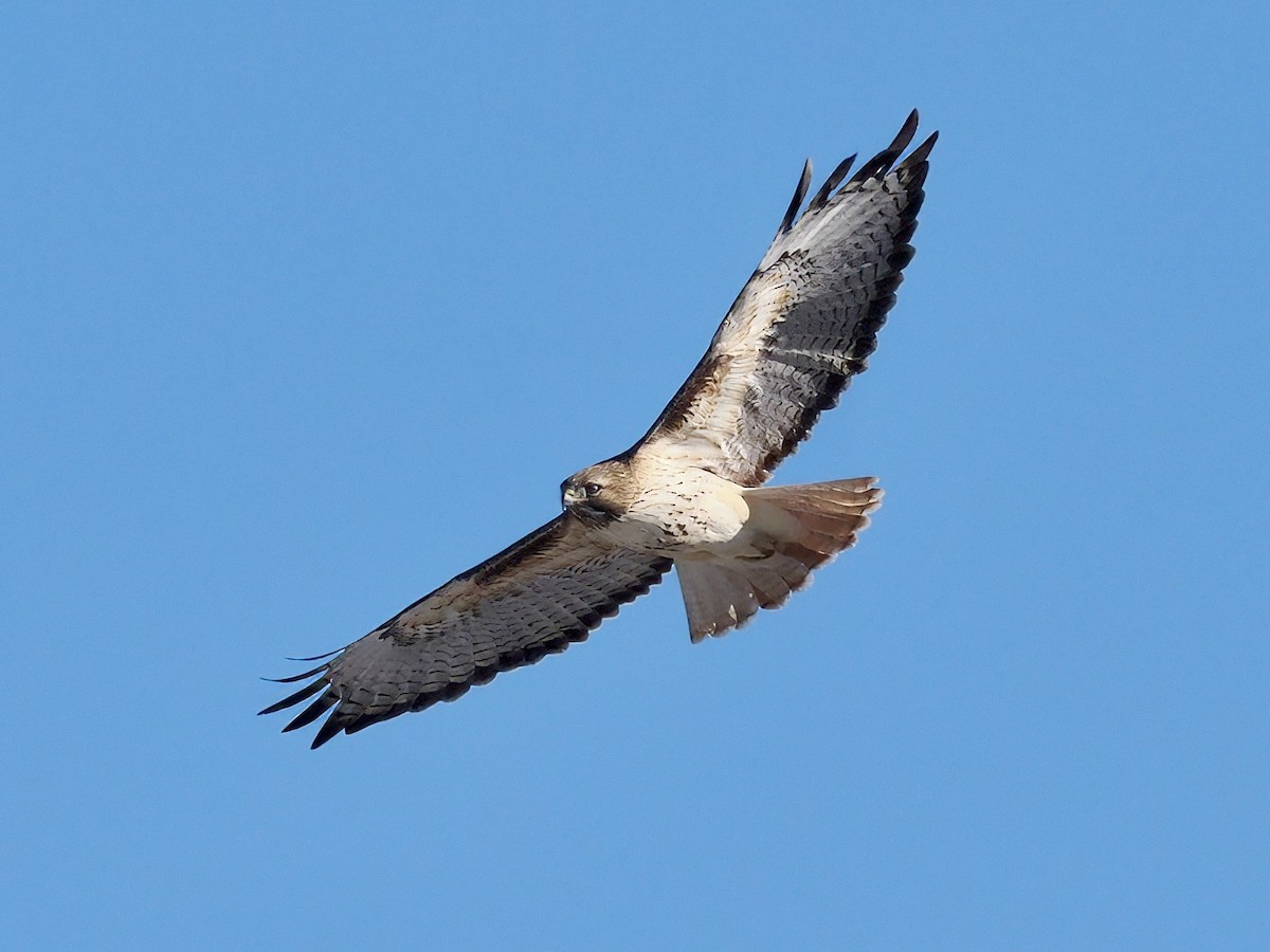 Red-tailed Hawk - ML628809878