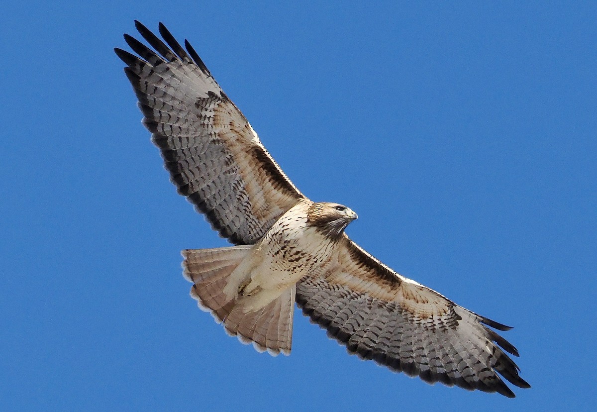 Red-tailed Hawk - ML628809879
