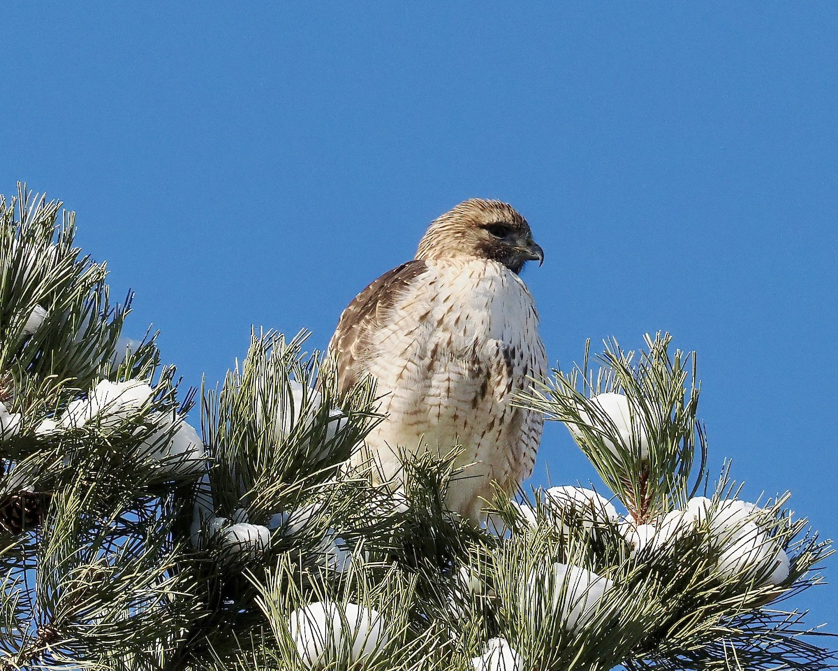 Red-tailed Hawk - ML628809880