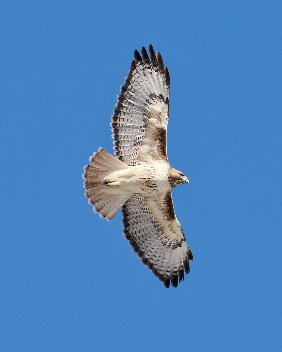 Red-tailed Hawk - ML628809881