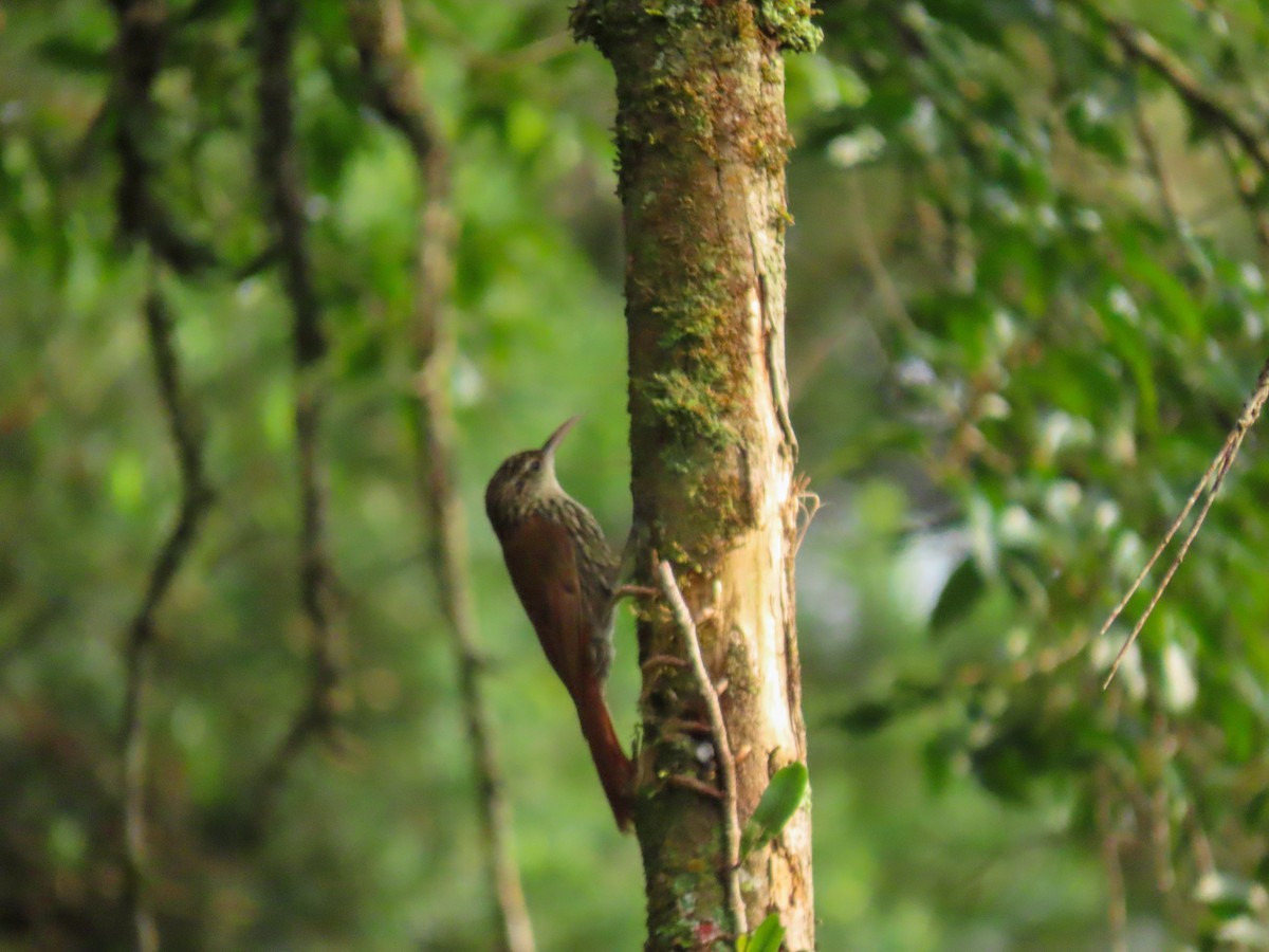Scalloped Woodcreeper - ML628809912