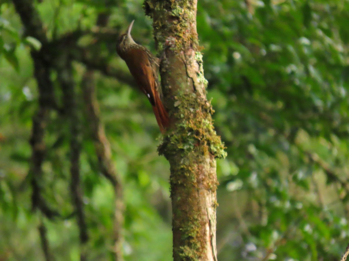 Scalloped Woodcreeper - ML628809914