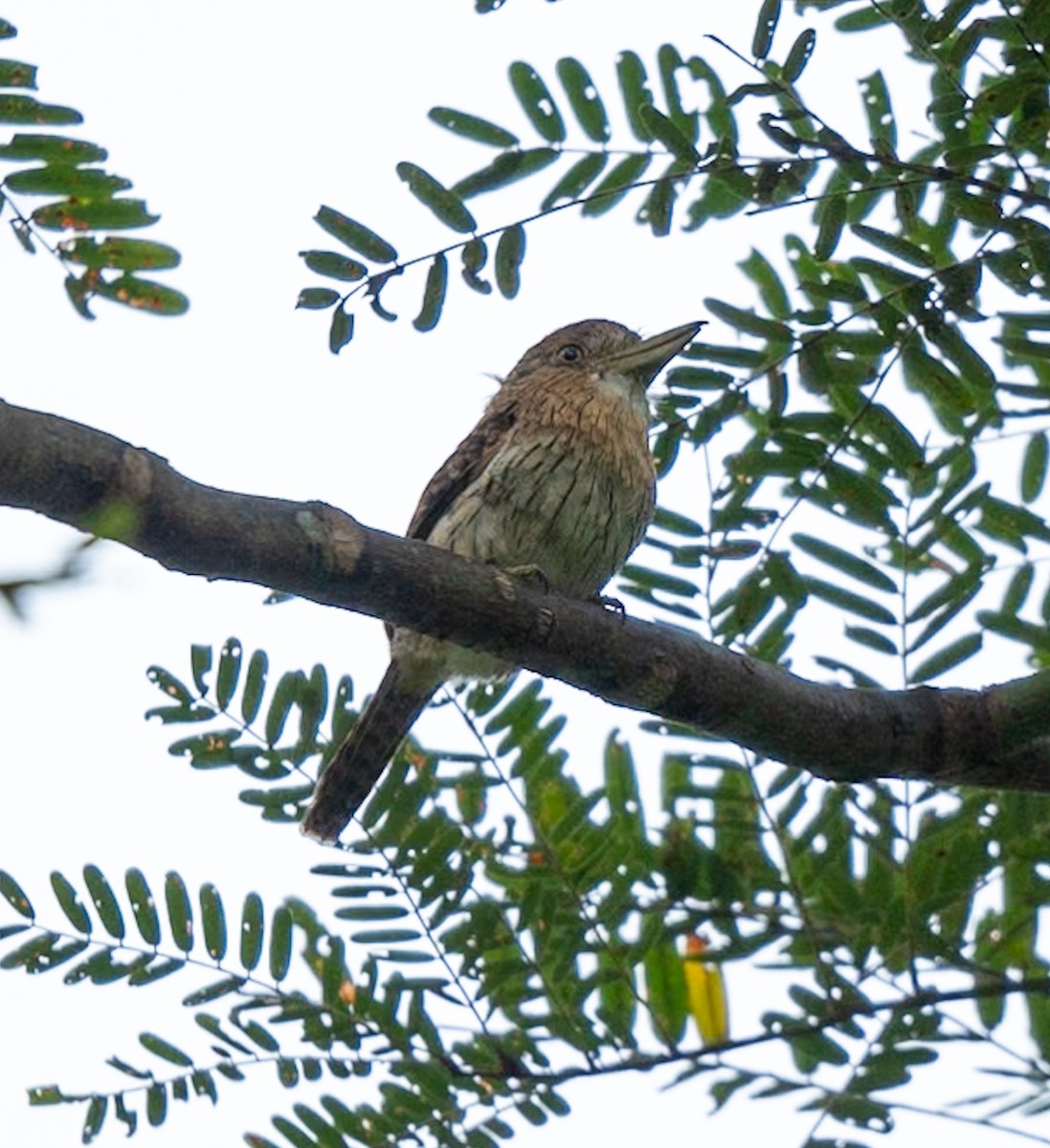 Eastern Striolated-Puffbird - ML628810024