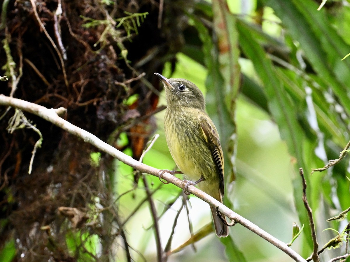 Olive-streaked Flycatcher - ML628810074