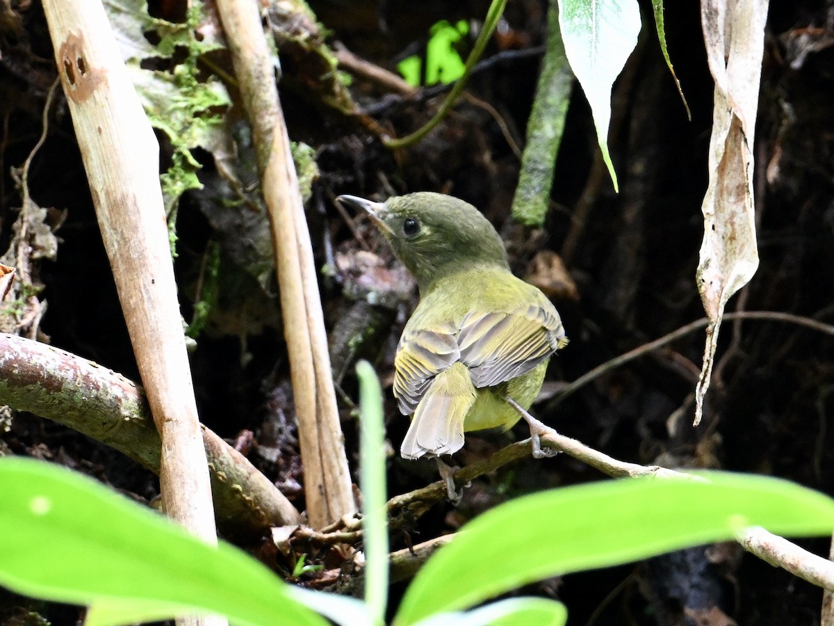 Olive-streaked Flycatcher - ML628810082