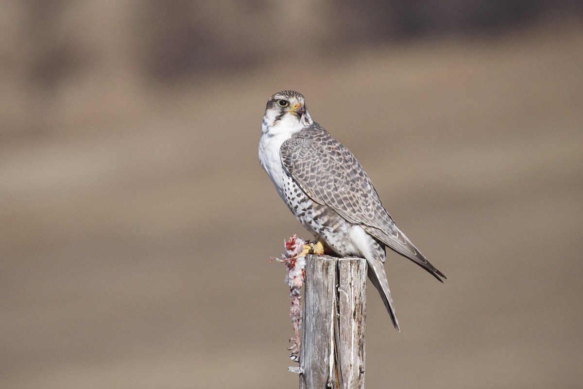 Saker Falcon - ML628810205