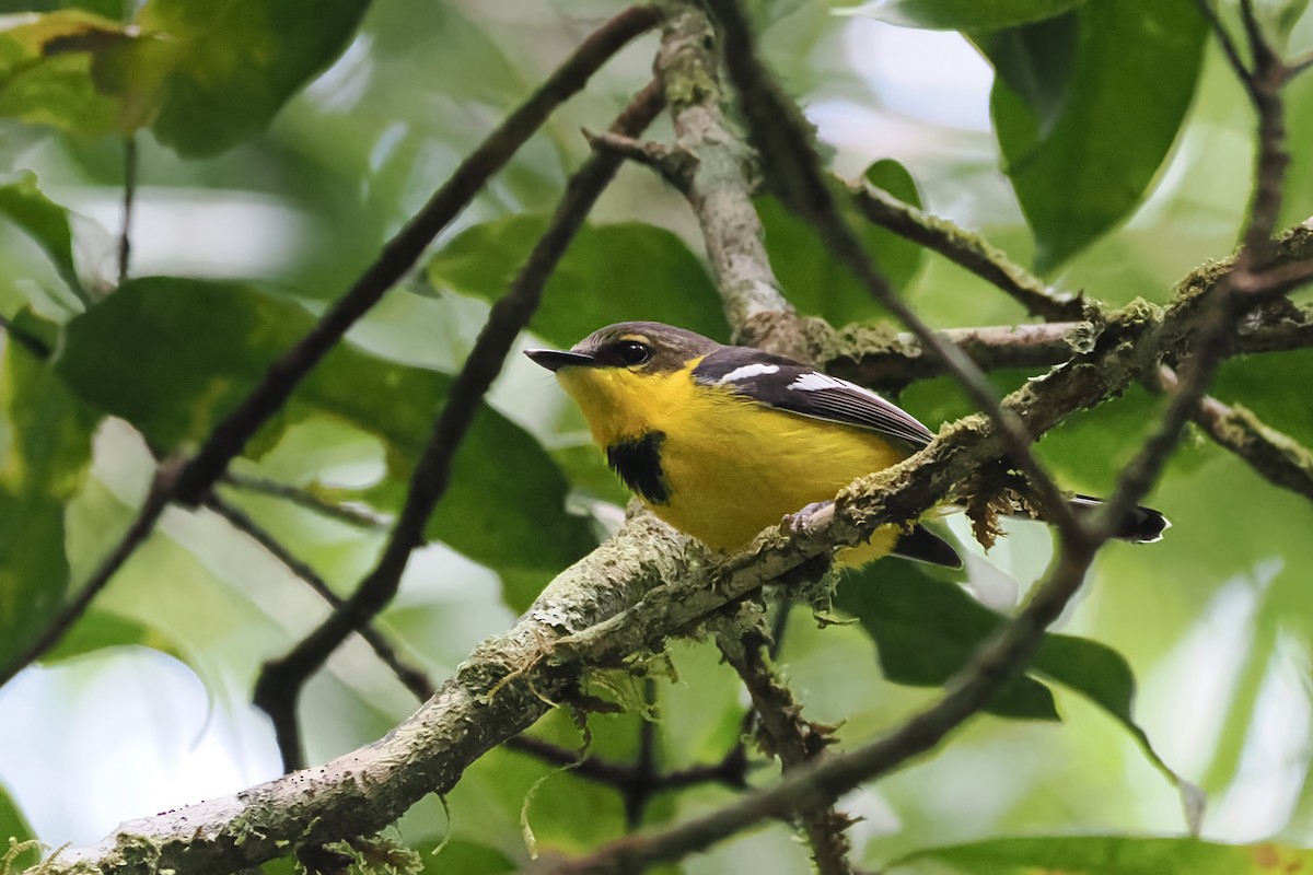 Black-breasted Boatbill - ML628810221