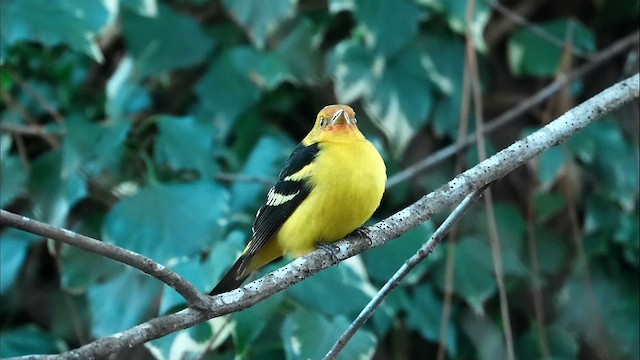 Western Tanager - ML628810897