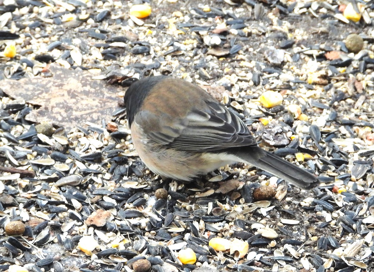 Dark-eyed Junco (Oregon) - ML628810906