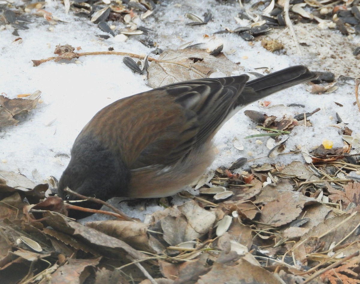 Dark-eyed Junco (Oregon) - ML628810907
