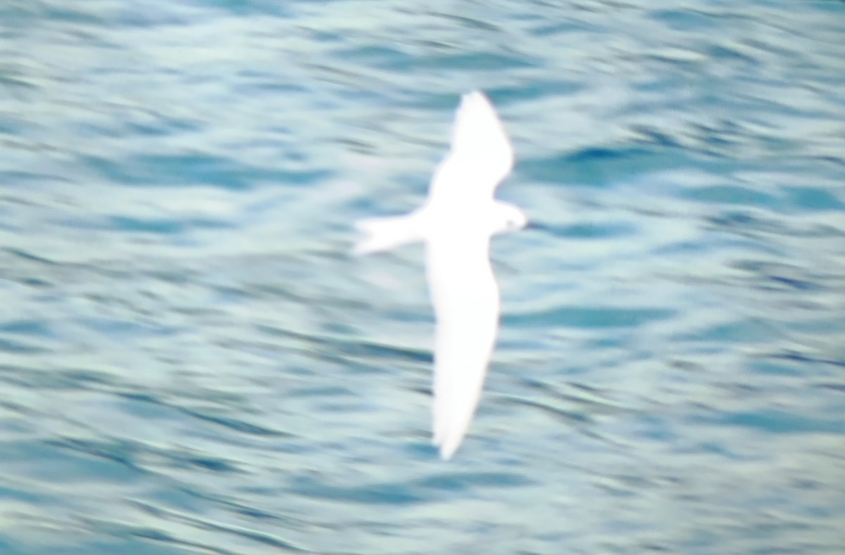 Blue-billed White-Tern - ML628810918
