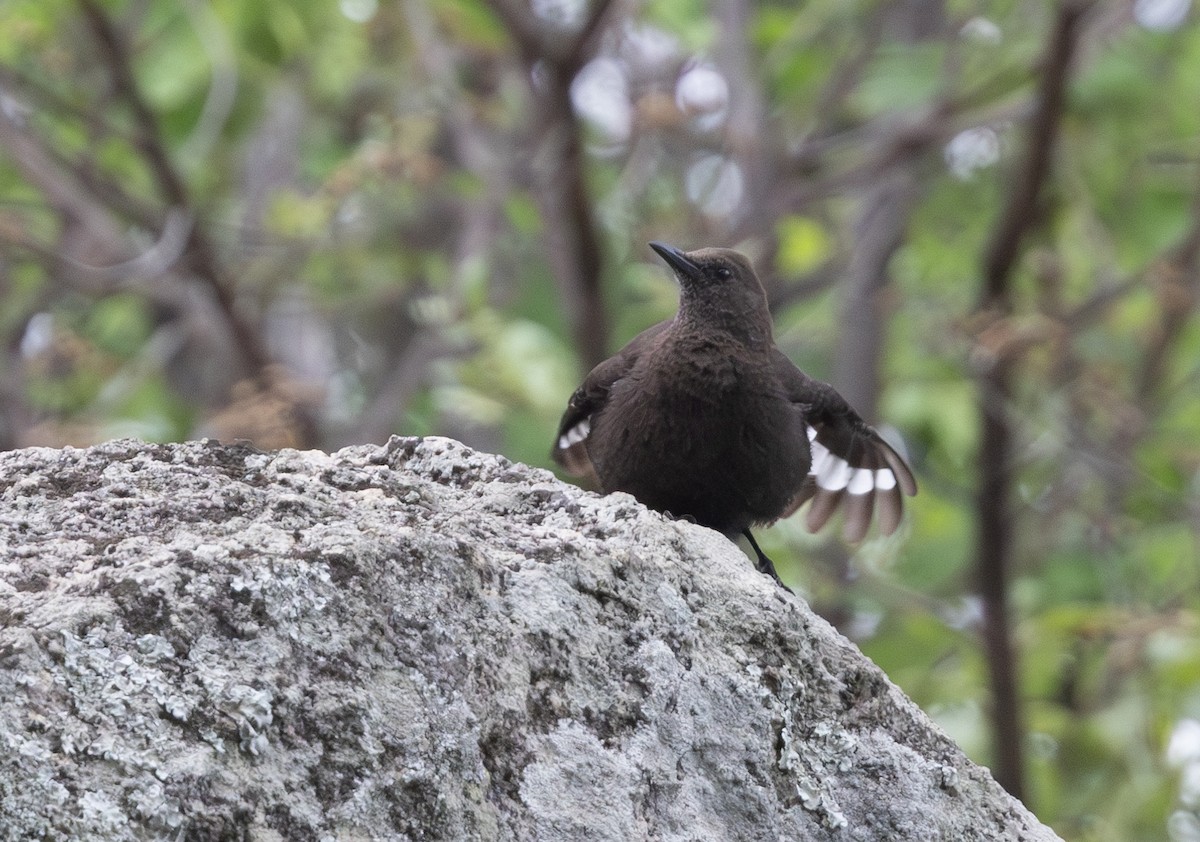 Boulder Chat - ML628810960