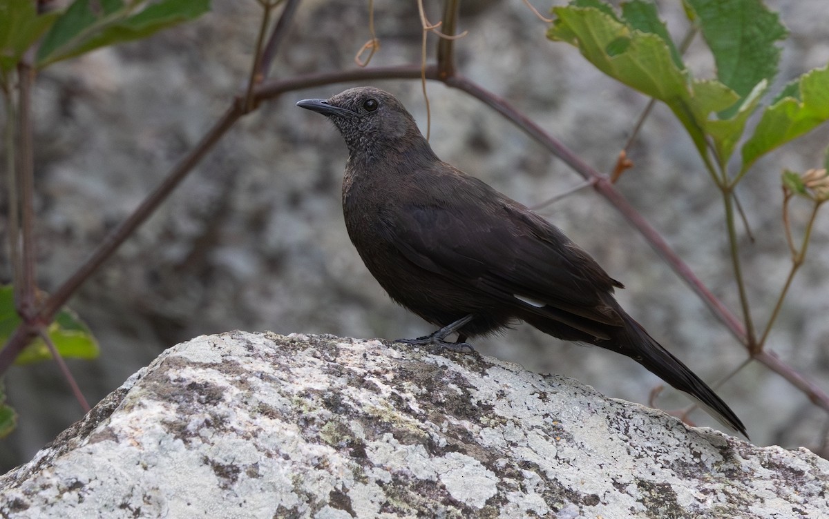 Boulder Chat - ML628810961