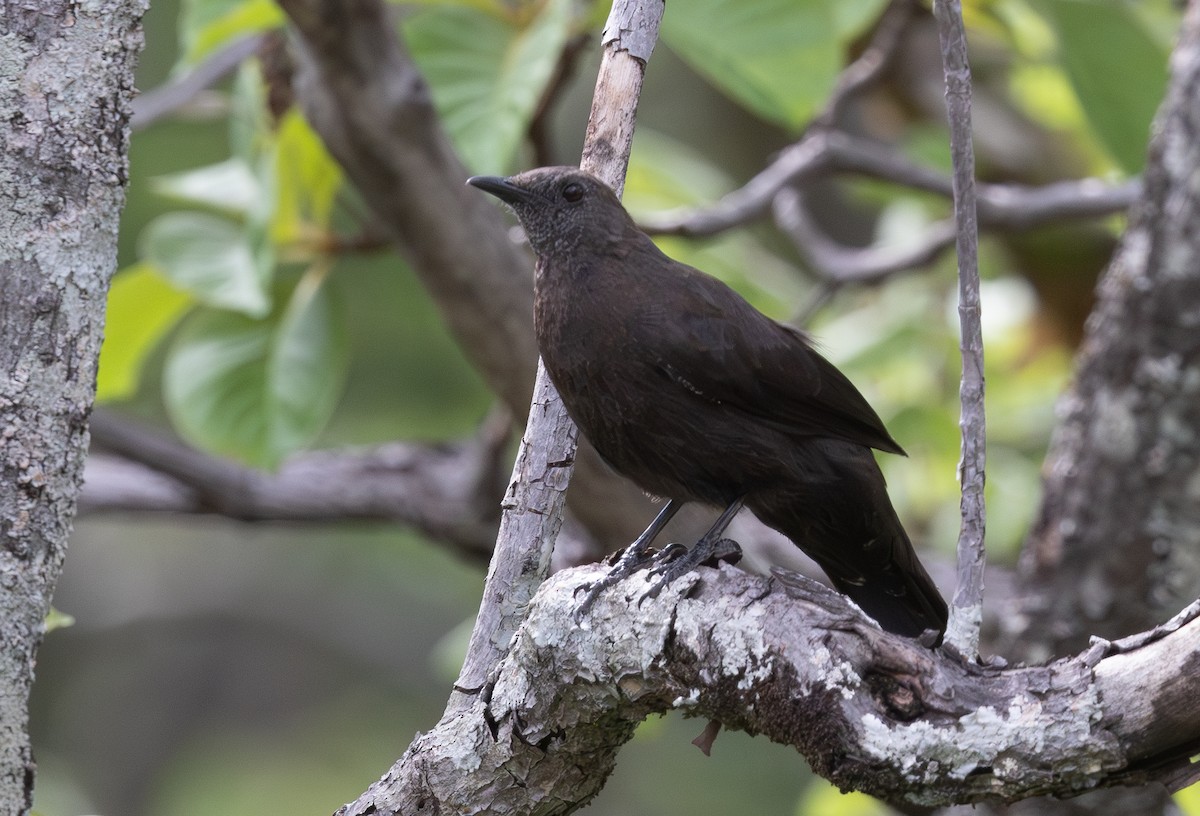 Boulder Chat - ML628810962