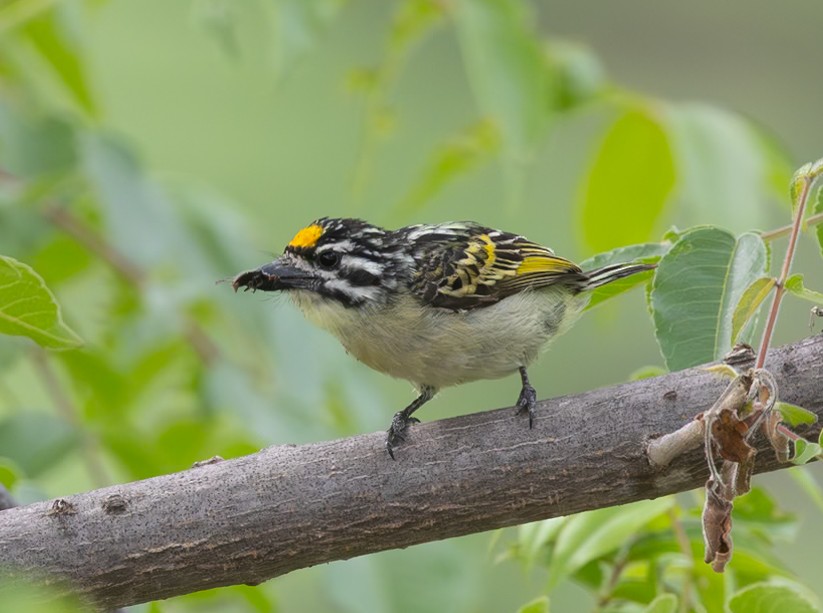 Yellow-fronted Tinkerbird - ML628810967