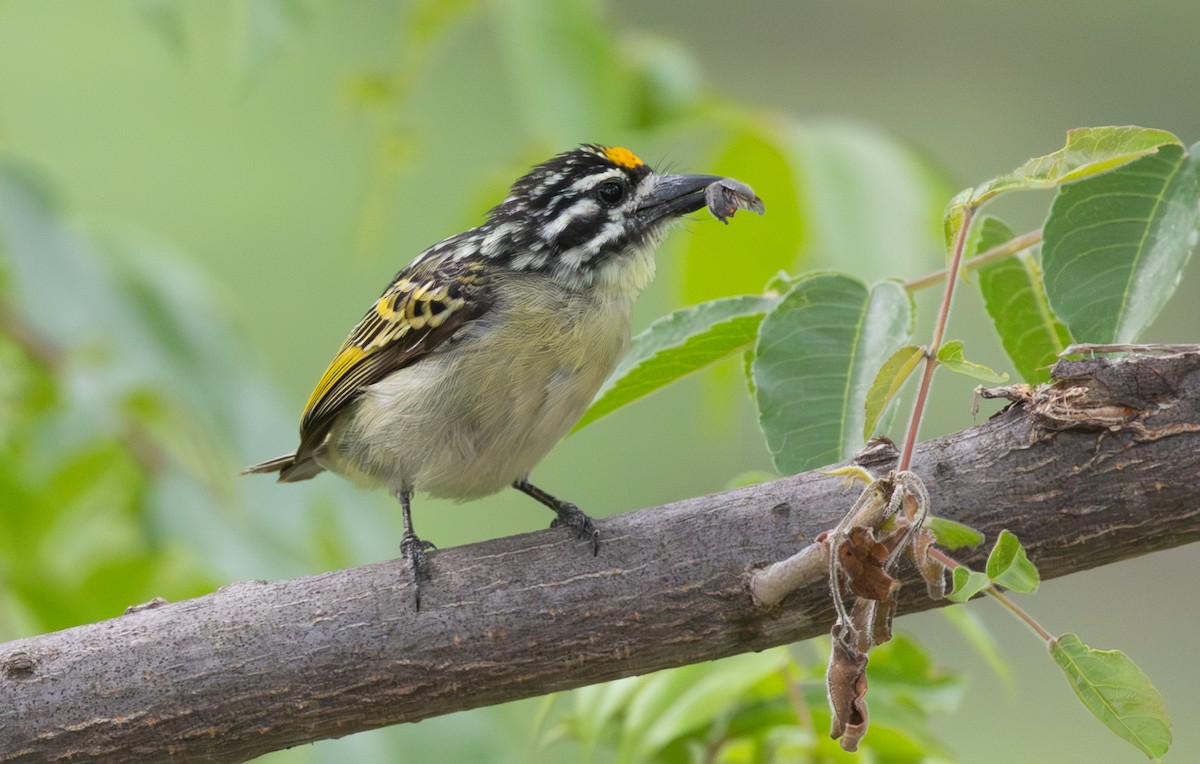 Yellow-fronted Tinkerbird - ML628810968