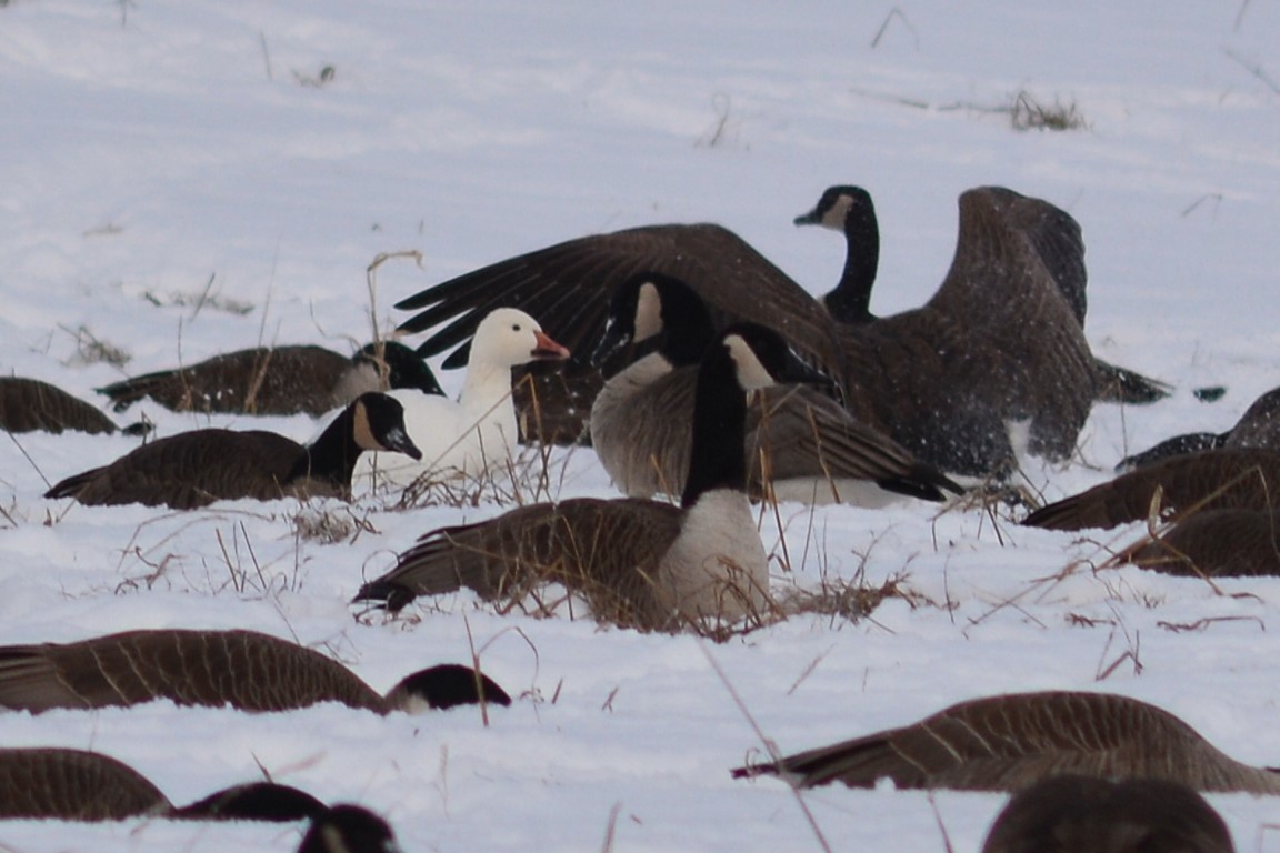 Snow Goose - ML628811152
