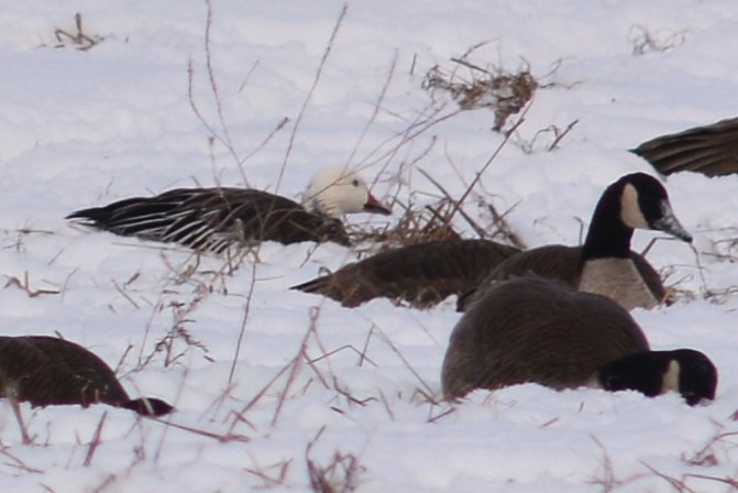 Snow Goose - ML628811153