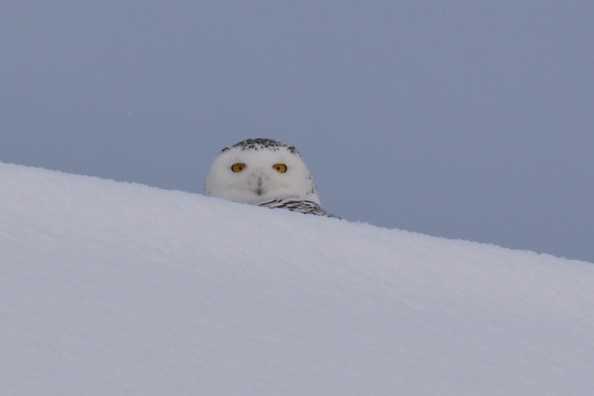 Snowy Owl - ML628811165