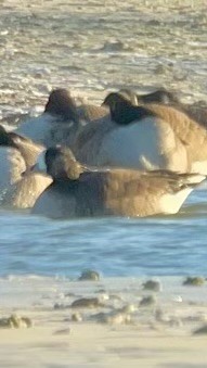 Greater White-fronted Goose - ML628811315
