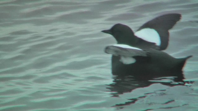 Black Guillemot - ML628811505