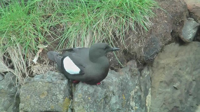 Black Guillemot - ML628811506
