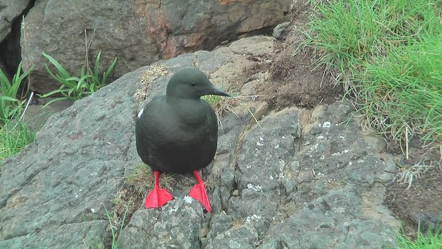 Black Guillemot - ML628811507
