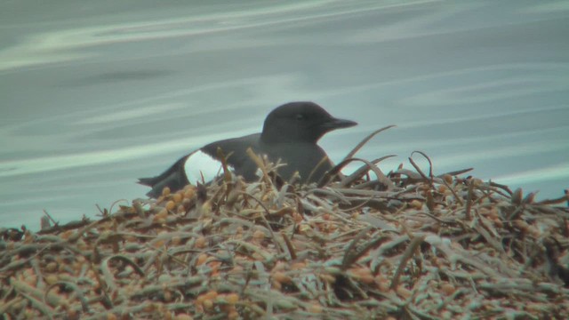 Black Guillemot - ML628811508