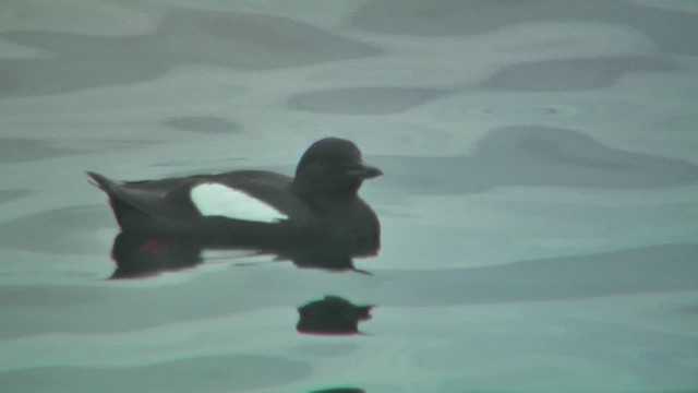 Black Guillemot - ML628811509