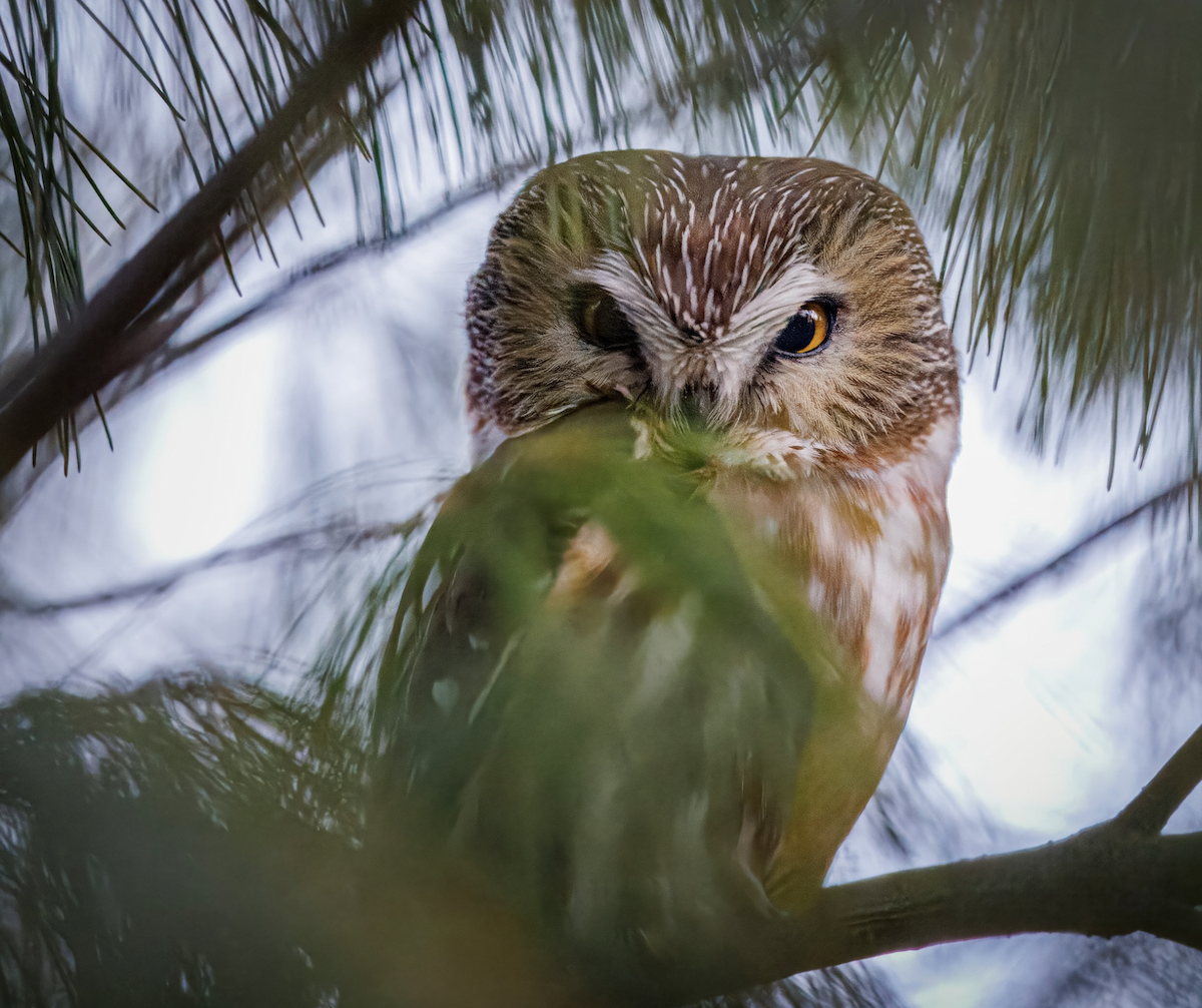 Northern Saw-whet Owl - ML628811667