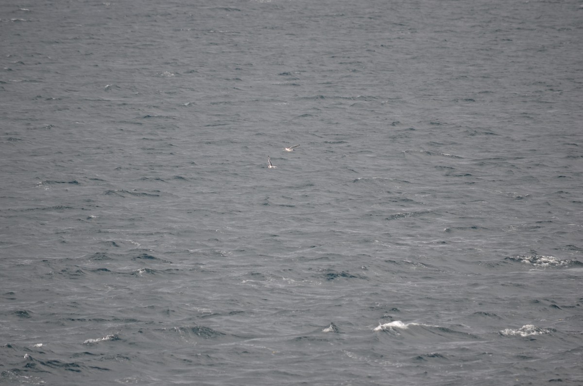 Gaviota Pipizcan - ML628811839