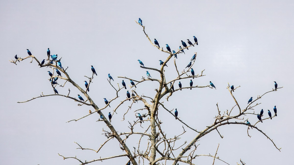 Greater Blue-eared Starling - ML628811881