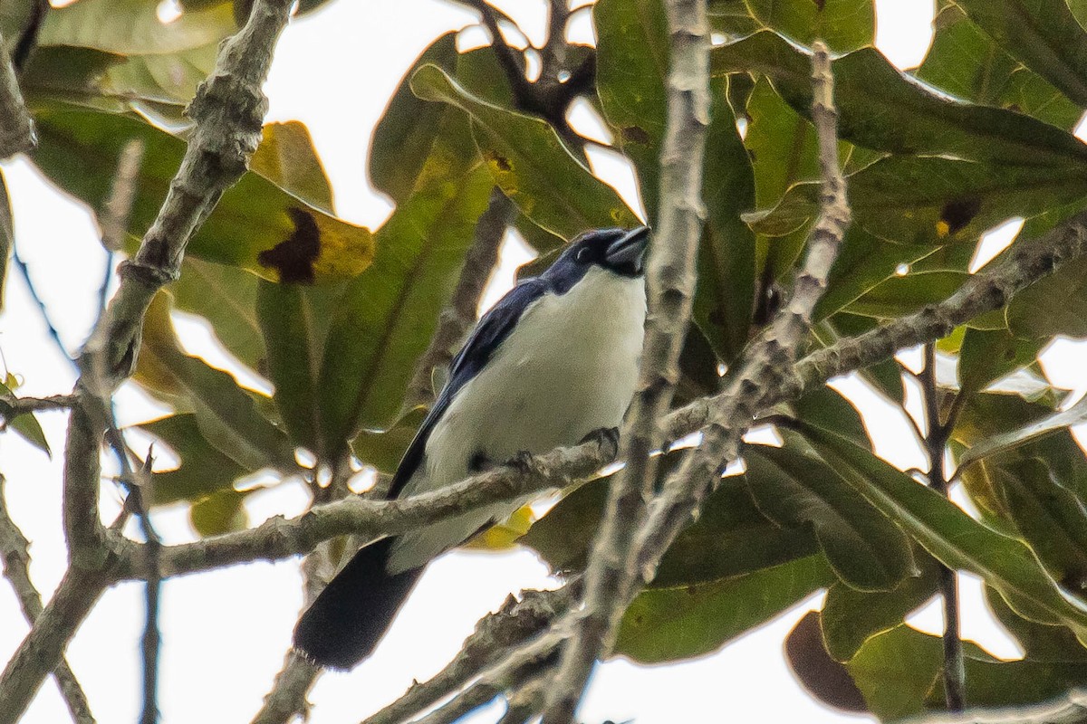 Madagascar Blue Vanga - ML628811941